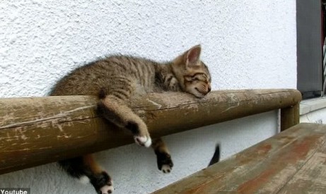 【英亚官方网站】美食做法推荐:酱汁鱼、肉末茄子、白灼菜心、虾米肉饼(图3) 英亚官网