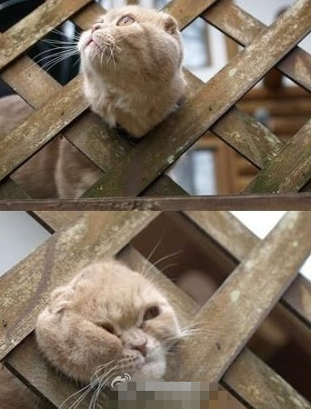 英亚官网首页|健康美食:酸辣折耳根、擂椒茄子、皮蛋拌黄瓜、洋葱炒鸡蛋的做法(图1) 英亚官网